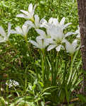 Atamasco lily